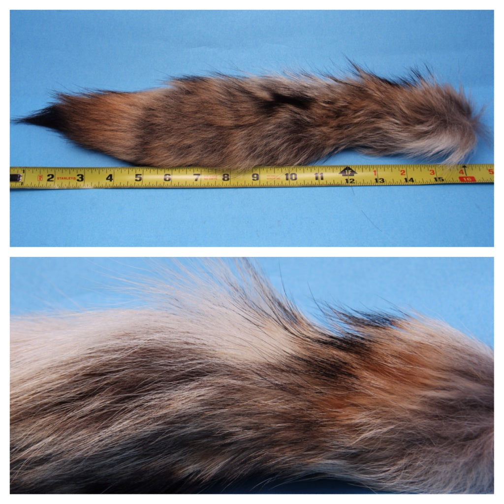 Coyote Tails